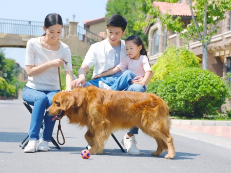 感动人心的宠物故事：他们对我们的生”